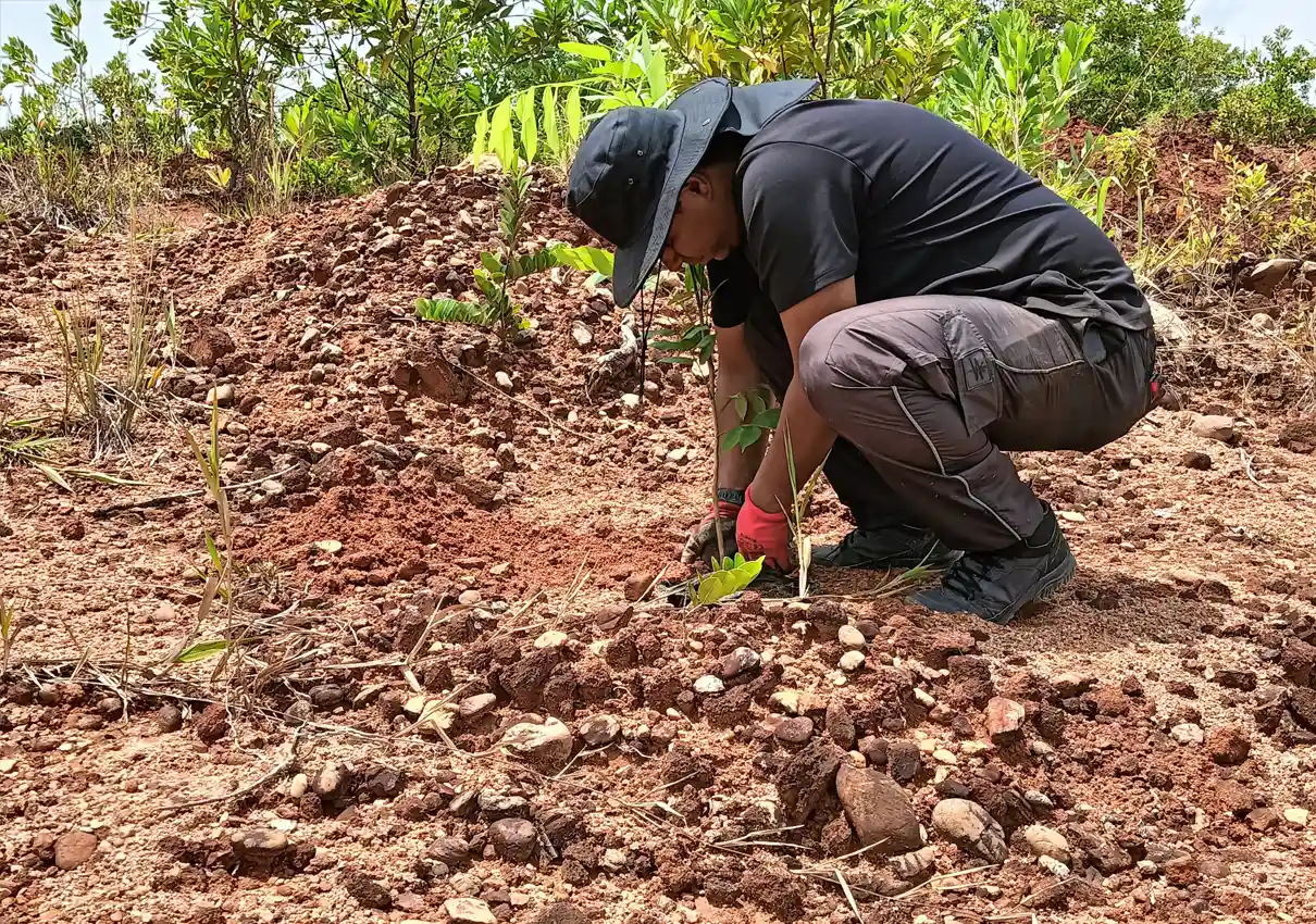 coomineral reforestacion
